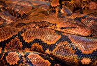 Hutan tropis Sulawesi yang terdegradasi memaksa ular piton mencari mangsa hingga ke wilayah permukiman warga pedesaan. (Pixabay.com/Steve001)