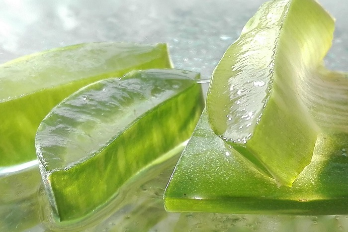 Inilah aloe vera, tanaman herbal dengan 75 senyawa aktif yang bermanfaat bagi kesehatan Anda. (Pixabay.com/mozo1901)