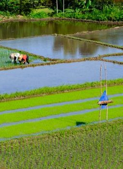 Subak Bali: Menjelajahi Filosofi Air yang Menghidupi Peradaban Pulau Dewata