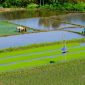 Hamparan sawah berundak yang hijau di Bali menampilkan keindahan alam sekaligus menunjukkan kompleksitas sistem Subak, metode irigasi tradisional yang telah berabad-abad menjaga keberlanjutan pertanian di Pulau Dewata. Para petani bekerja sama mengelola air, sebuah praktik yang mencerminkan harmoni antara manusia dan alam.