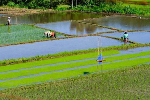Hamparan sawah berundak yang hijau di Bali menampilkan keindahan alam sekaligus menunjukkan kompleksitas sistem Subak, metode irigasi tradisional yang telah berabad-abad menjaga keberlanjutan pertanian di Pulau Dewata. Para petani bekerja sama mengelola air, sebuah praktik yang mencerminkan harmoni antara manusia dan alam.