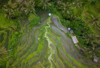 Hamparan sawah berundak di Bali yang dialiri oleh sistem Subak, menunjukkan keindahan arsitektur pertanian tradisional yang telah menjadi warisan budaya dunia. Sistem irigasi ini merepresentasikan harmoni antara manusia dan alam yang dijaga oleh masyarakat Bali.