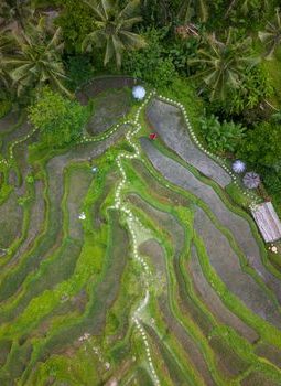Subak Bali: Sistem Irigasi Kuno Pelestari Harmoni Alam dan Manusia