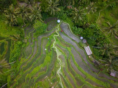 Hamparan sawah berundak di Bali yang dialiri oleh sistem Subak, menunjukkan keindahan arsitektur pertanian tradisional yang telah menjadi warisan budaya dunia. Sistem irigasi ini merepresentasikan harmoni antara manusia dan alam yang dijaga oleh masyarakat Bali.