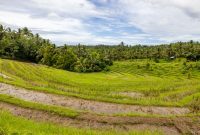 Hamparan sawah berundak yang dialiri sistem Subak di Bali, menunjukkan kearifan lokal dalam pengelolaan air yang telah diwariskan turun-temurun. Pemandangan ini tidak hanya indah, tetapi juga melambangkan harmoni antara manusia dan alam.