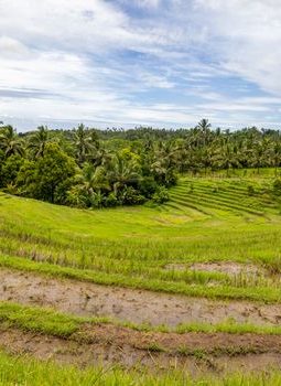 Subak Bali: Harmoni Air, Spirit Leluhur, dan Kehidupan Petani Modern