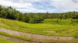 Hamparan sawah berundak yang dialiri sistem Subak di Bali, menunjukkan kearifan lokal dalam pengelolaan air yang telah diwariskan turun-temurun. Pemandangan ini tidak hanya indah, tetapi juga melambangkan harmoni antara manusia dan alam.