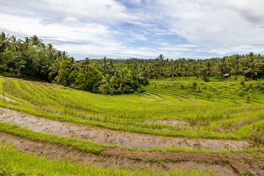 Hamparan sawah berundak yang dialiri sistem Subak di Bali, menunjukkan kearifan lokal dalam pengelolaan air yang telah diwariskan turun-temurun. Pemandangan ini tidak hanya indah, tetapi juga melambangkan harmoni antara manusia dan alam.