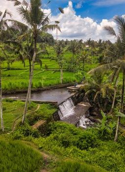 Subak Bali: Harmoni Air dan Iman, Warisan Dunia yang Terancam