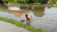 Petani tradisional sedang bekerja di salah satu sawah terasering sistem Subak di Bali, menunjukkan praktik pertanian yang telah dijaga turun-temurun dengan kearifan lokal. Pemandangan ini merefleksikan harmoni antara manusia dan alam yang menjadi inti dari filosofi Subak.