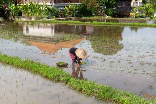 Petani tradisional sedang bekerja di salah satu sawah terasering sistem Subak di Bali, menunjukkan praktik pertanian yang telah dijaga turun-temurun dengan kearifan lokal. Pemandangan ini merefleksikan harmoni antara manusia dan alam yang menjadi inti dari filosofi Subak.